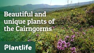 Beautiful and Unique Plants of the Cairngorms: Plantlife at the Cairngorms Nature Festival 2023