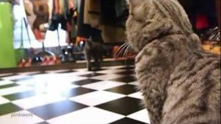 Funny art Movie starring 2 CATs in a Vintage Store by pinkwork™ 古著店貓無聊小短片