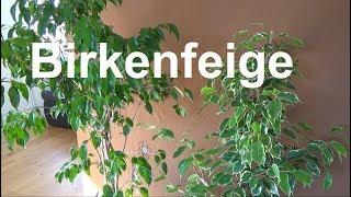 Birkenfeige pflegen Standort gießen düngen vermehren Ficus benjamina