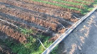 LAY FLAT IRRIGATION SYSTEM IS THE MOST AFFORDABLE METHOD FOR SMALL VEGETABLE FARM