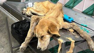 The Tearful Story of The Exhausted Dog Abandoned at 4.AM - Amazing Transformation