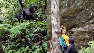 harvesting forest products, in the dangerous forest, facing bad guys - LÝ SÙNG