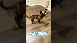 Chihuahua, French Bulldog, Boston Terrier Mix   #Chewy #Chihuahua