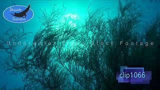 1066_Black corals silhouette. HD Underwater Royalty Free Stock Footage