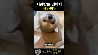 시바이누 인기견종 시리즈 #시바견