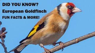 All About the European Goldfinch | Beauty, Song & Range Explained!