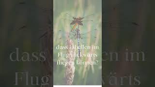 Diese 5 Fakten werden dich zum Staunen bringen! #tiere #sprüche #fakten #deutsch #wissen #bildung