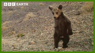 The World's Rarest Bear Cub | Asia | BBC Earth