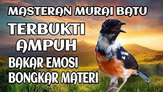 masteran murai batu terbaik suara jernih mudah ditiru