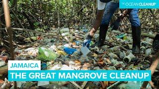 Cleaning Plastic Pollution in Kingston's Mangroves, Jamaica 