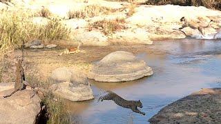 LIONS and LEOPARD hunt SAME IMPALAS 