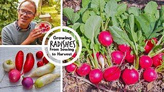 Growing Radishes from Sowing to Harvest