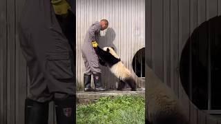 Panda Cub Walking Like A Child #cute #funny #fyp #viral #xianxianzai #panda #pandalove #pandacub