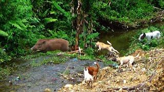 PERDANA BERBURU DI AWAL LEBARAN | Babi hutan perusak kebun jagung banyak di temukan | Amazing |