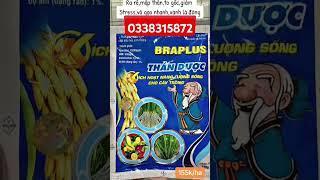 #Braplus Thần dược giúp giảm Stress cho cây,giải độc phèn ,ra rễ, mạnh thân ,to gốc,xanh lá,Vô gạo