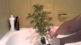 How to Neem your Marijuana plants