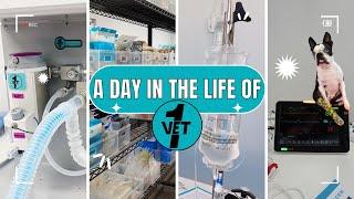 A day in the life of Vet1 🩺 VLOG