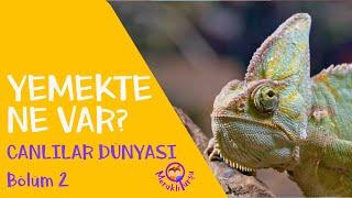 Yemekte Ne Var? - Canlıların Sınıflandırılması 2 | Canlılar Dünyası - Meraklı Turşu