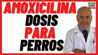  Amoxicilina, Clavamox Dosis en Perros Antibioticos para perros con infecciones de piel cutáneas