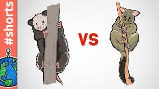 Opossum vs Possum #shorts