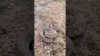 Russell's Viper Snake Highly Venomous Snake Don't Kill Animals And Snakes #Vipers