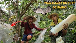 Paglalagay ng trap sa puno ng langsones.. pagkuha ng UBOD ng niyog