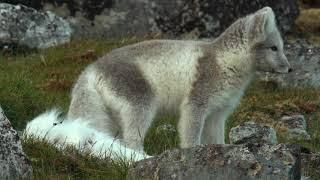 Wildlife Of the Arctic