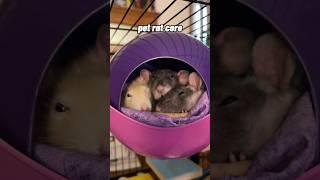 pet rat core
