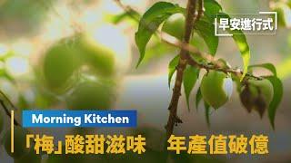 【Morning Kitchen早安廚房】春天枝頭一抹翠綠！　「梅」酸甜滋味　年產值破億 From Farm to Table-Plum｜早安進行式 #鏡新聞