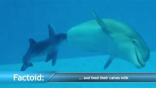 Wild Bottlenose Dolphin Conservation