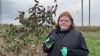 Как обрезать сирень осенью? 