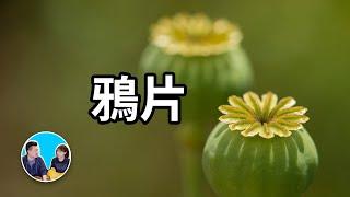 千萬不要碰，帶來短暫幸福和永恆災難的植物 | 老高與小茉 Mr & Mrs Gao