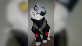 Anime cat | Cat | HxH | Naruto | AOT version