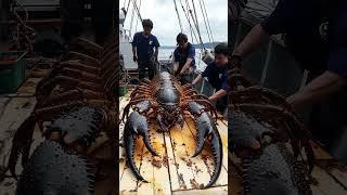 Giant Sea Monsters Caught by Fishermen! #GiantSeaCreatures #FishingDiscoveries #OceanMysteries