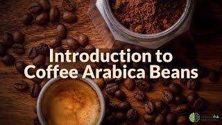 Introduction to Coffee Arabica Beans