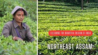 Explore Assam, land of tea , cultue and natural beauty.