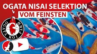 Nisai vom Feinsten auf der Ogata Koi Farm!