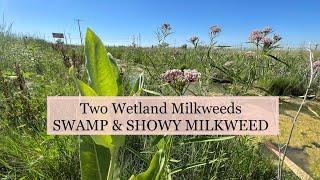 Showy Milkweed Is Now A Wetland Habitat Milkweed Species!