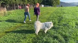 Trip to Zakopane (nature, mountains) with samoyed dog