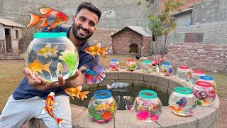 Cute Colour Full Fishes K Bht Sary Bowls Le Aiy