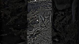 #farim #pferd #bauernhof #cowboy #trendingshorts