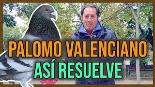 EL PALOMO VALENCIANO ️ | Así resuelve con DOS PALOMAS 