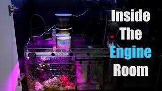 Red Sea Reefer 350 V3 Sump Overview/Tour