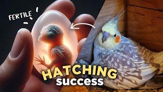  Help Your Cockatiels LAY & INCUBATE Eggs Successfully 