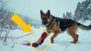 A Dog Saves Its Injured Friend from Barbed Wire #wildliferescue #animals #rescuemission