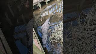 Dang, This Alligator has Huge Jowls & Wide Girth by Buddy in Water at Gatorland! Orlando, Florida