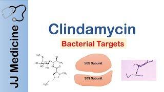 Clindamycin | Bacterial Targets, Mechanism of Action, Adverse Effects