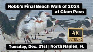 Robb’s Final Beach Walk of 2024 at Clam Pass in North Naples, Florida | December 31, 2024