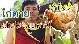 เล่าประสบการณ์เลี้ยงไก่ไข่ ไก่ตาย จากอากาศร้อน วิธีแก้ไขเบื้องต้น