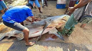 Masterful Cutting Of 300KG Shark  by Fisherman in Coastal Village